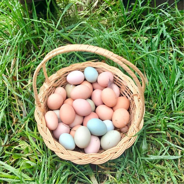 Huevos de Gallina Araucana